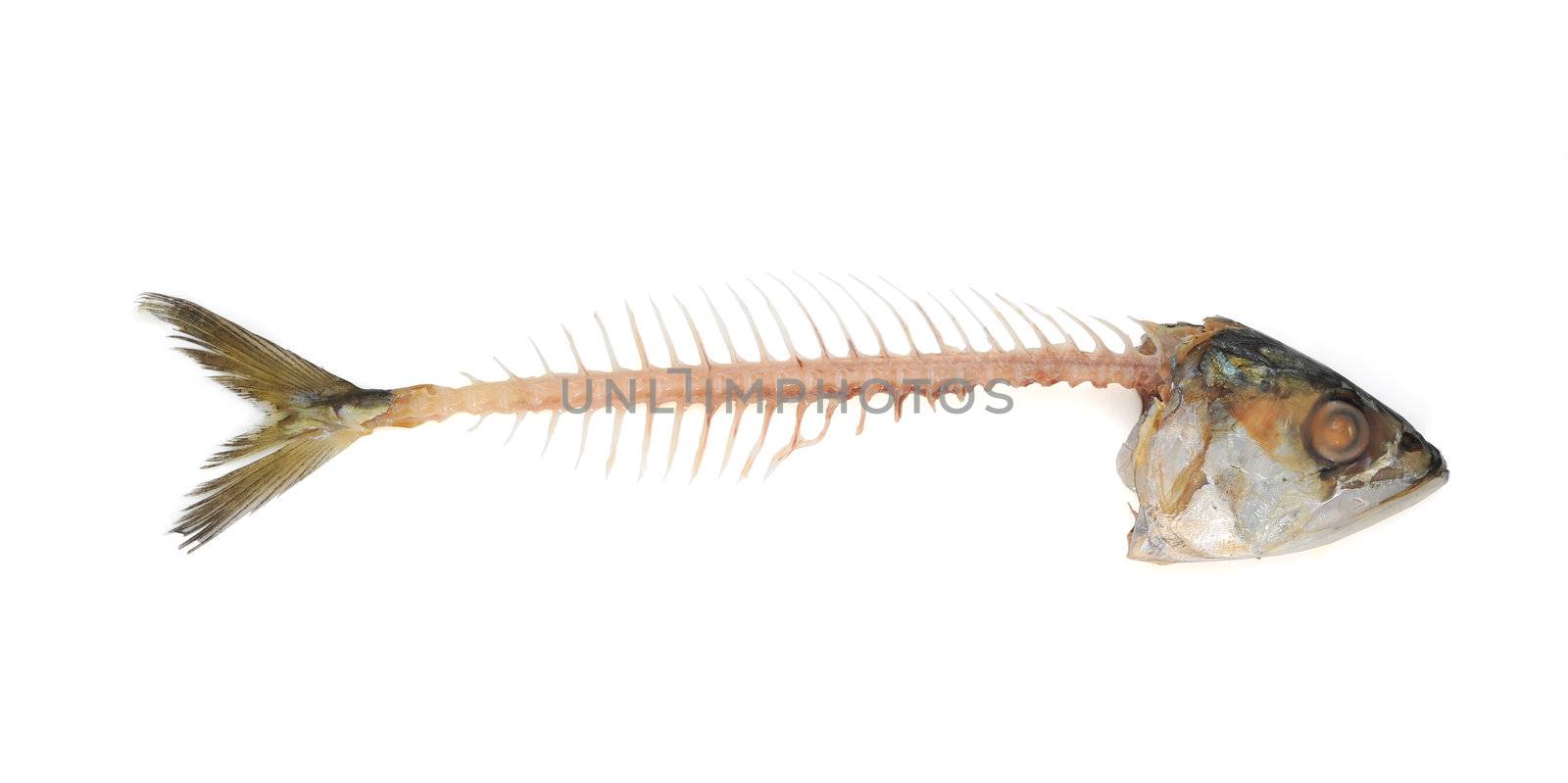 Fishbone with clipping path