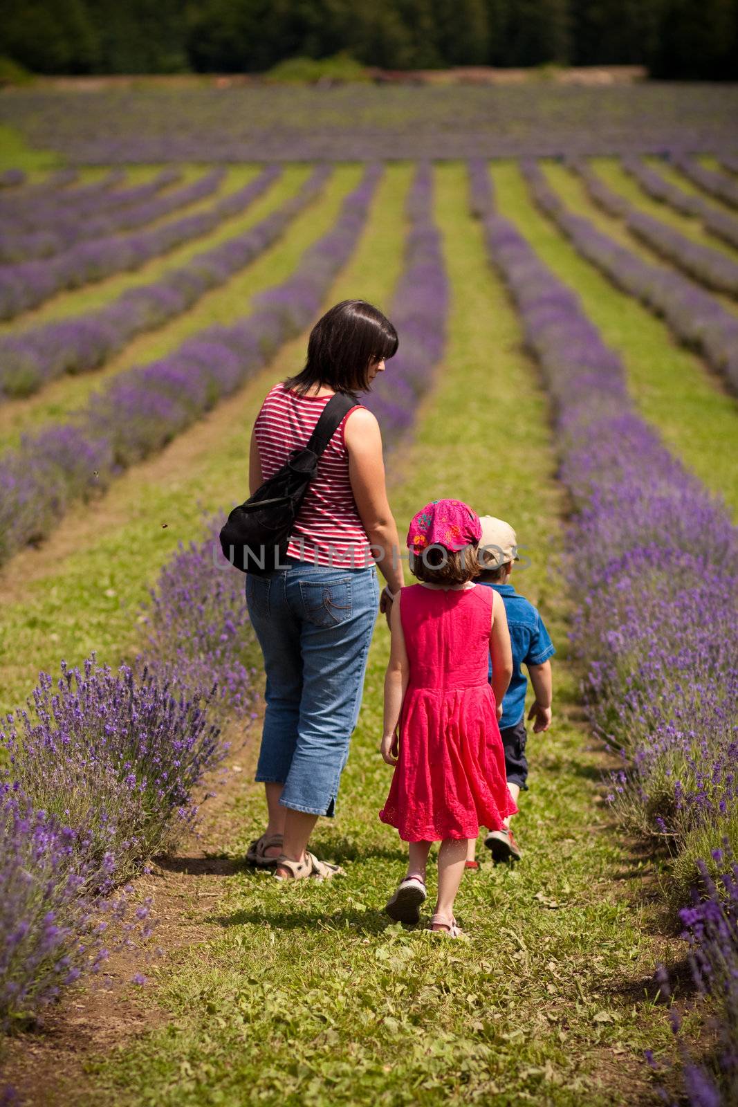 Family enjoying a walk in a lavender field