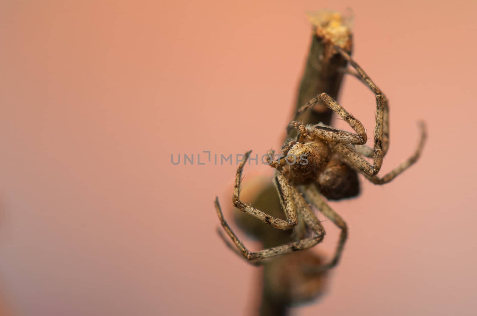 Spider - Philodromus by Gucio_55
