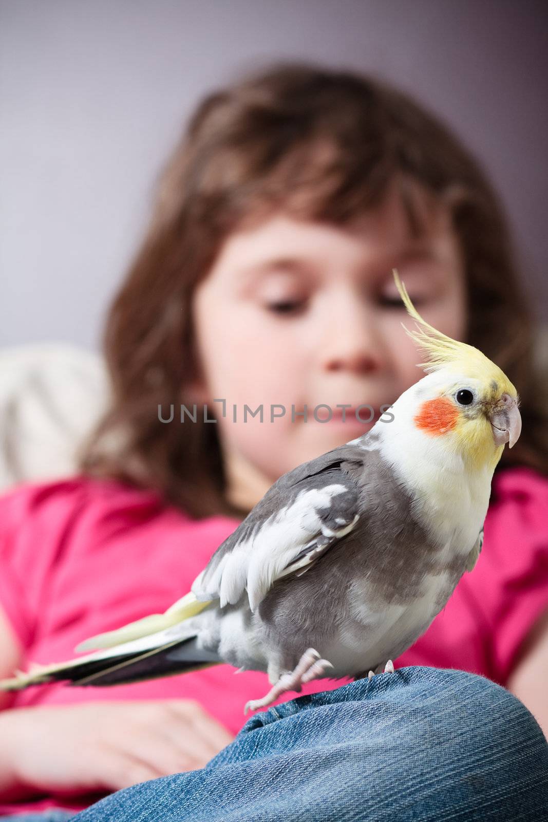 Cute little girl with a pet cockatiel on her knee