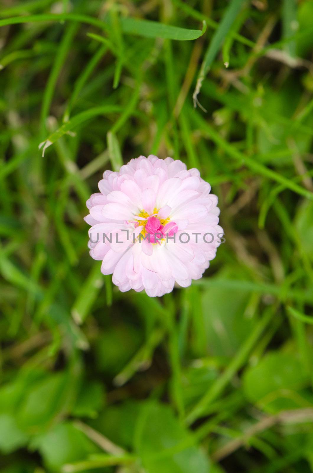 macro closeup white flower bloom meadow background by sauletas