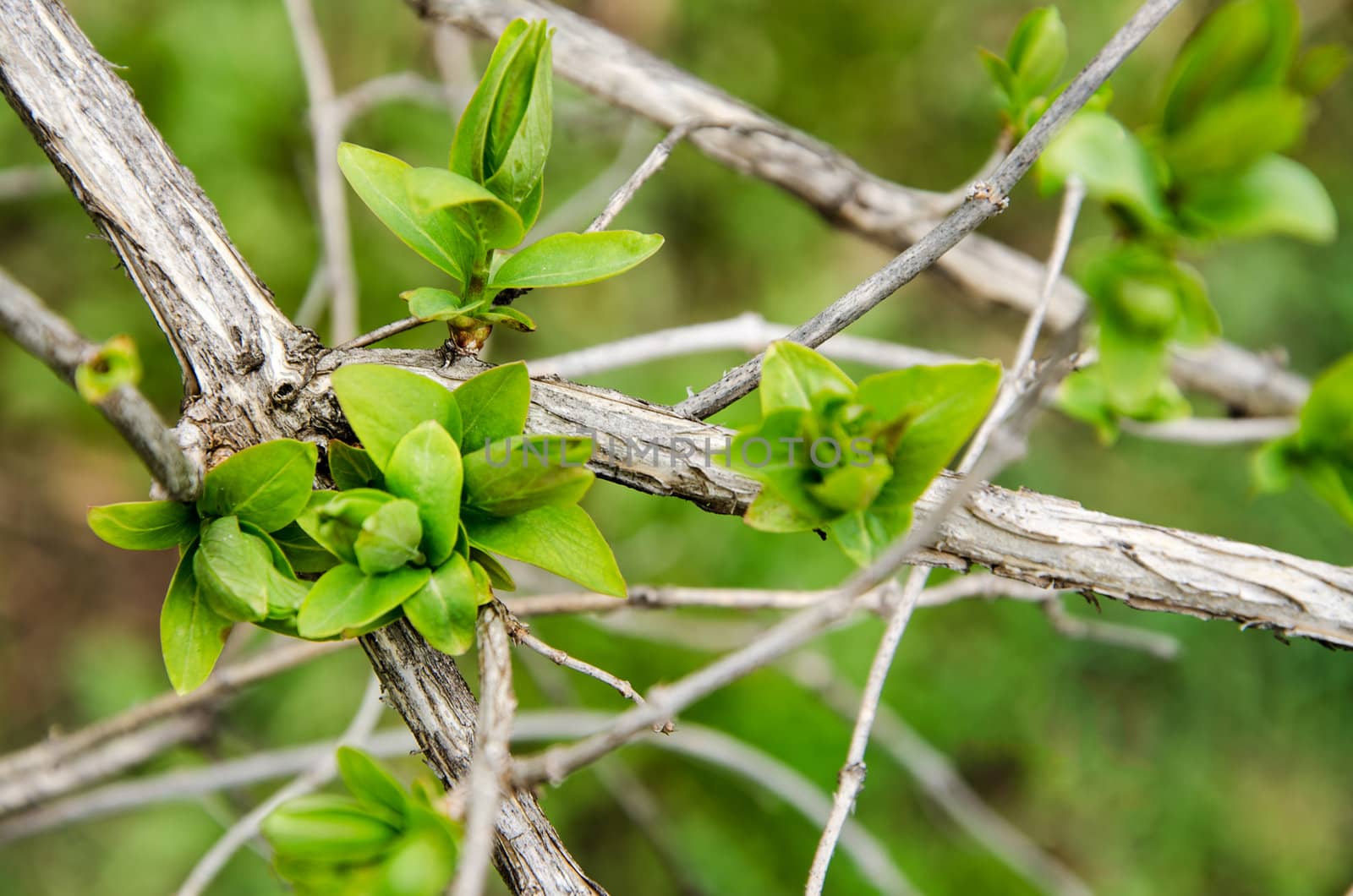 Earliest spring green leaves on old branches