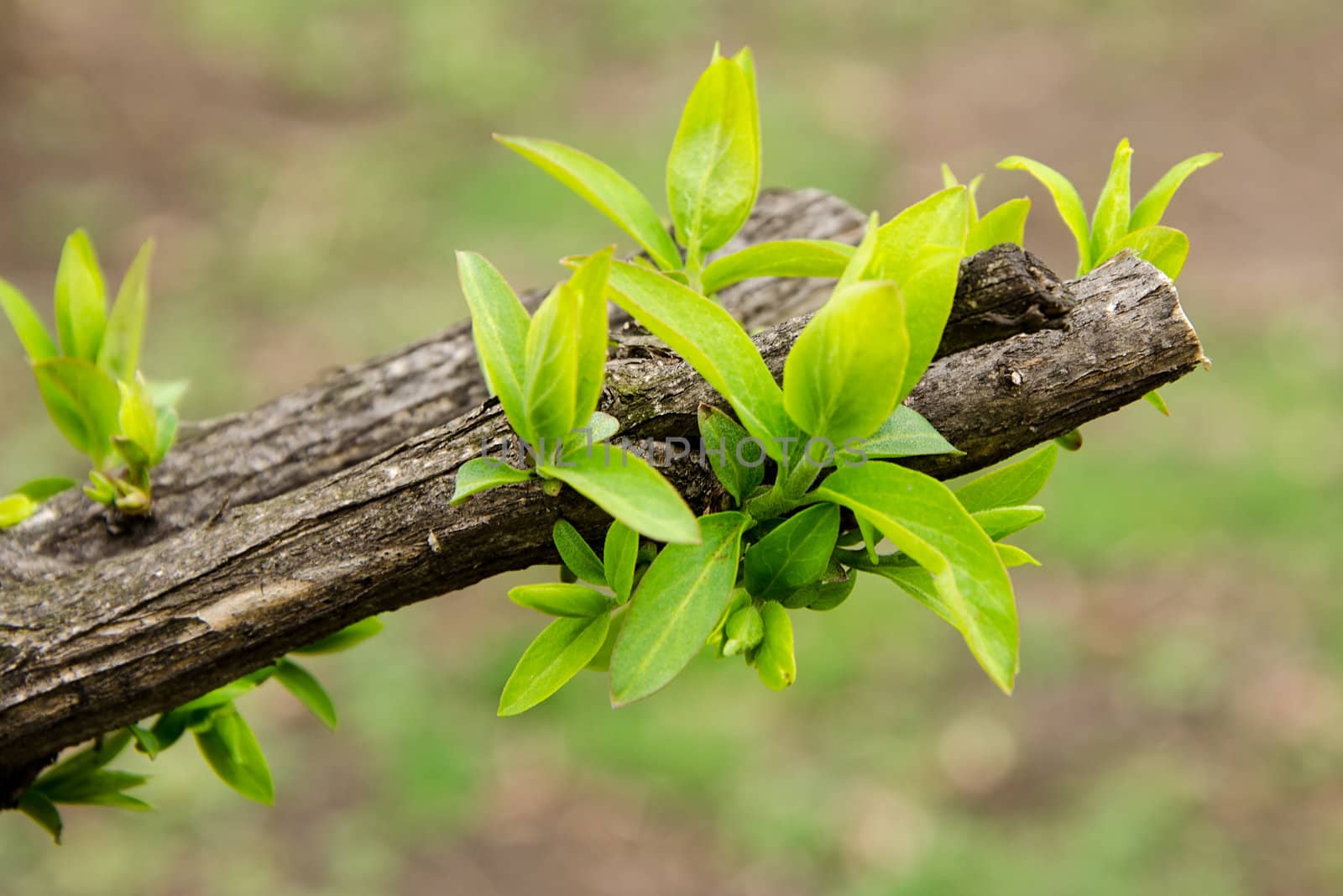 Earliest spring green leaves on old branches by velislava