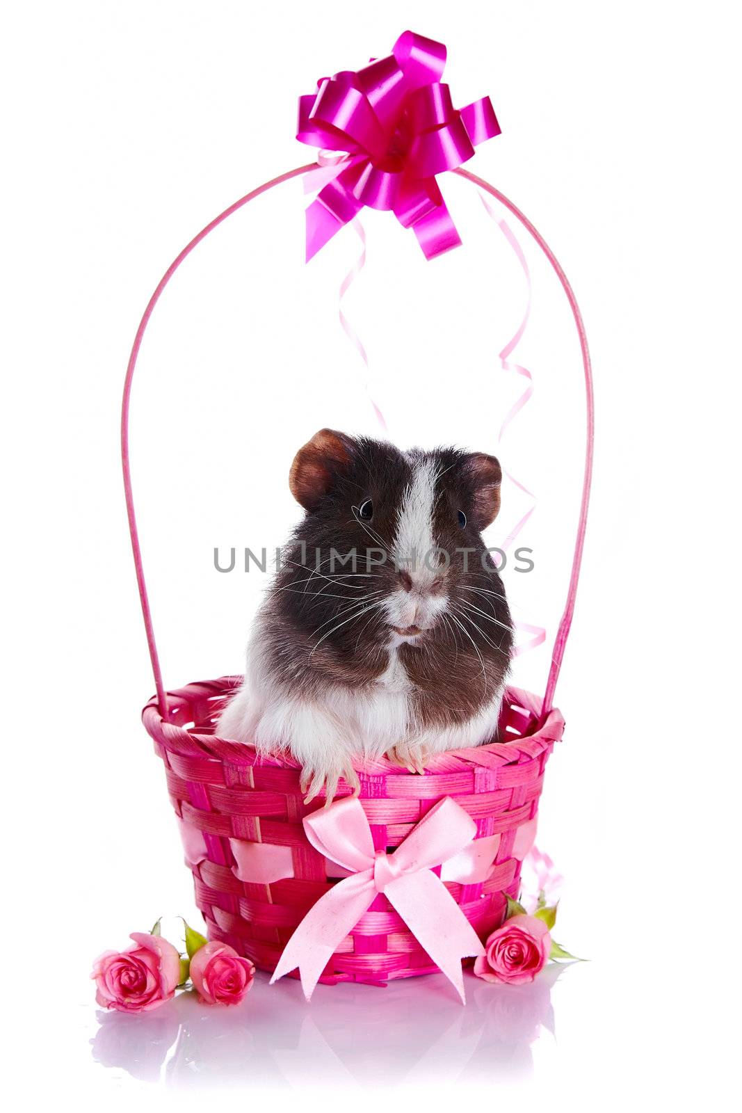 Guinea pig in a basket. Guinea pig and roses. Guinea pig and flowers. Small pet. Live gift.
