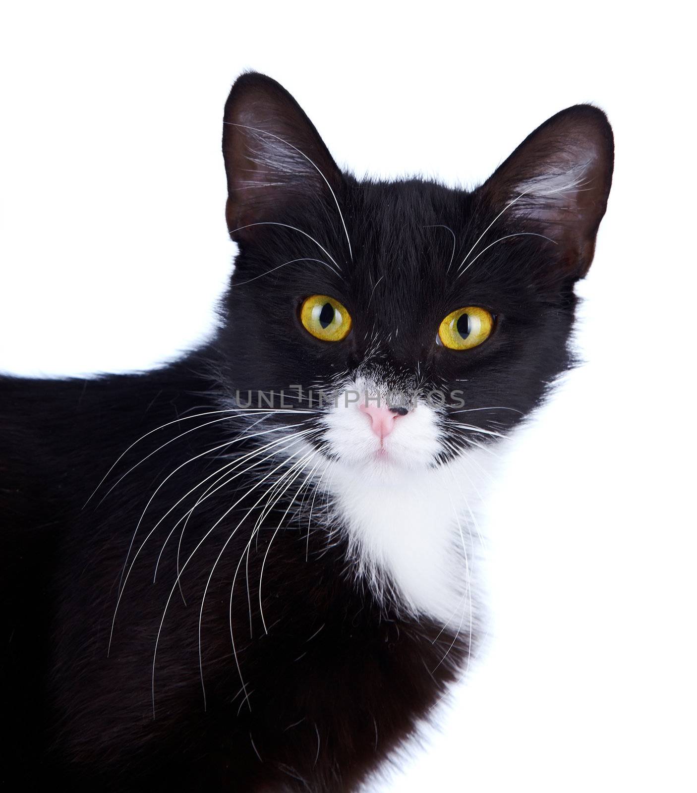 Portrait of a cat. Black-and-white cat. Cat with yellow eyes. Cat on a white background. Black cat. House predator. Small predatory animal.