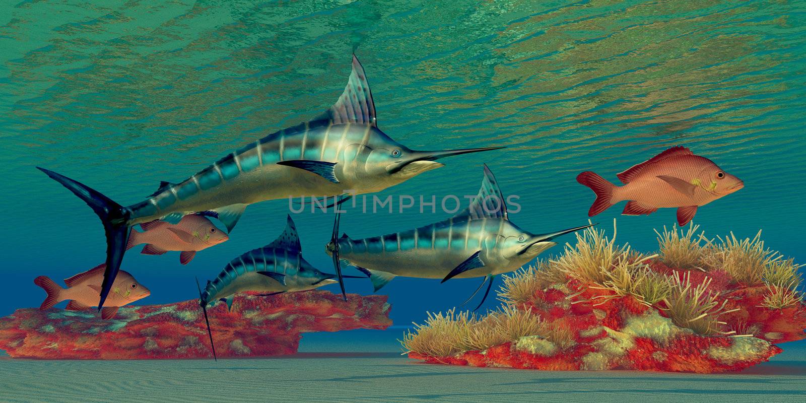 Blue Marlin and Humpback Red Snapper fish glide over a colorful ocean reef full of coral plants.
