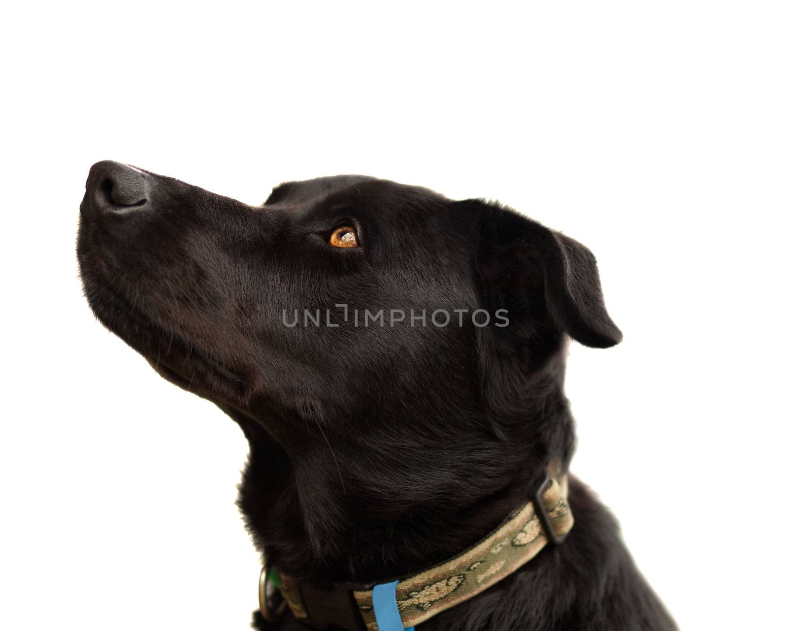 Australian pure bred kelpie  black dog with floppy ears trait live animal portrait isolated on white background