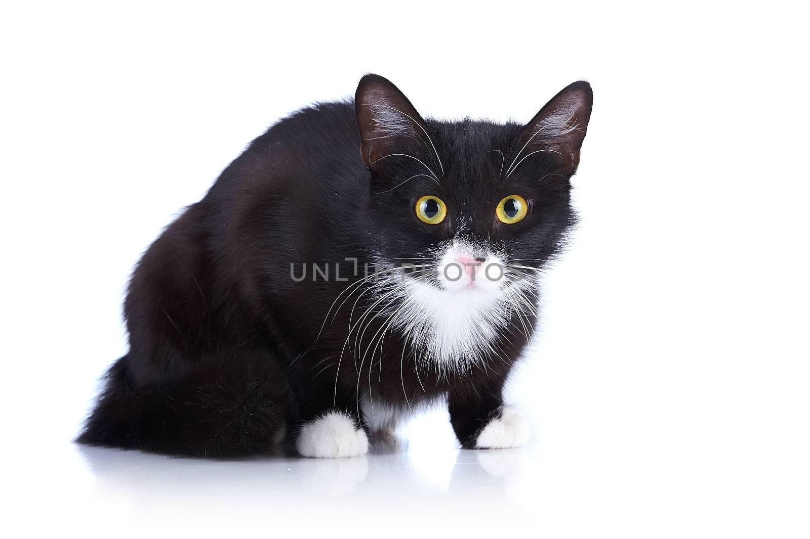 Black-and-white cat. Cat with yellow eyes. Cat on a white background. Black cat. House predator. Small predatory animal.