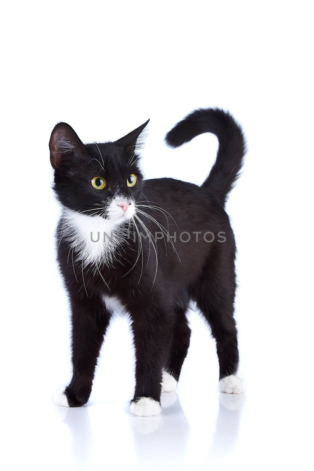 Black-and-white cat. Cat on a white background. Black cat. House predator. Small predatory animal.