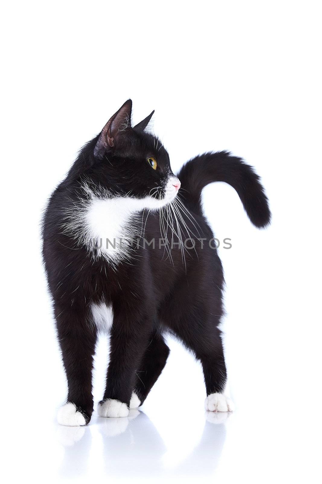 Black-and-white cat. Cat on a white background. Black cat. House predator. Small predatory animal.