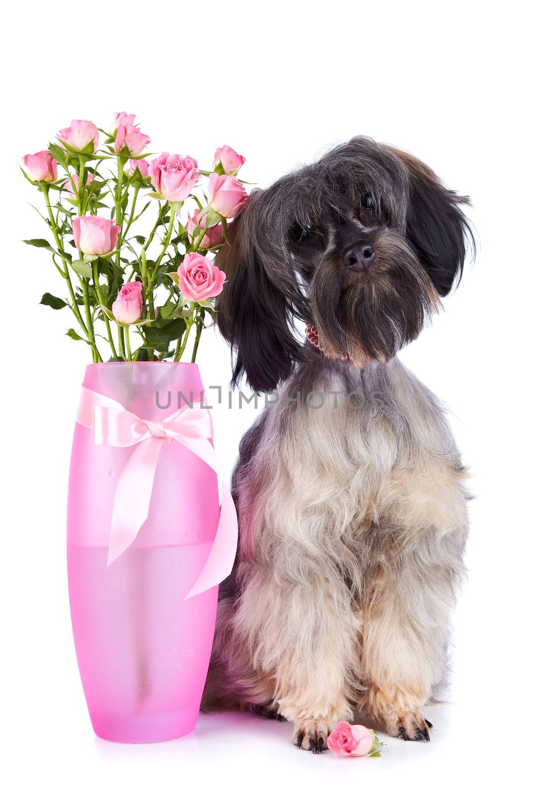 Small doggie. Decorative thoroughbred dog. Puppy of the Petersburg orchid. Shaggy doggie. Doggie and roses. Doggie and flowers.
