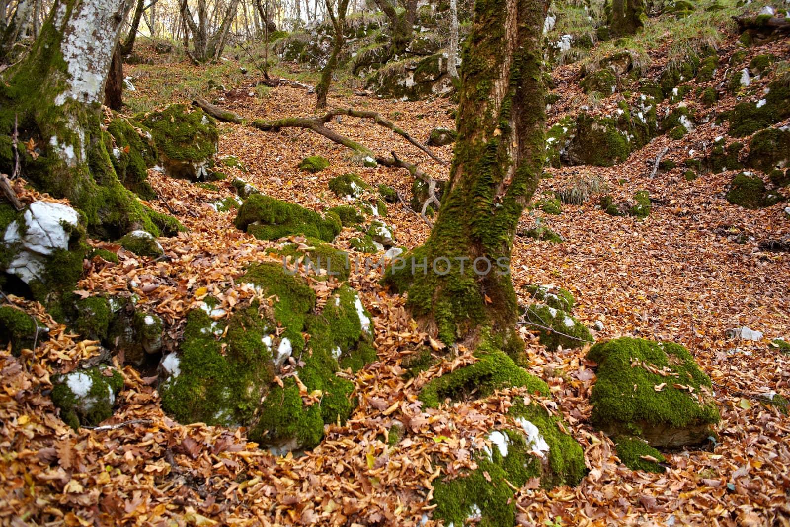 View of dried leaves and trees in the Trieste sinkholes