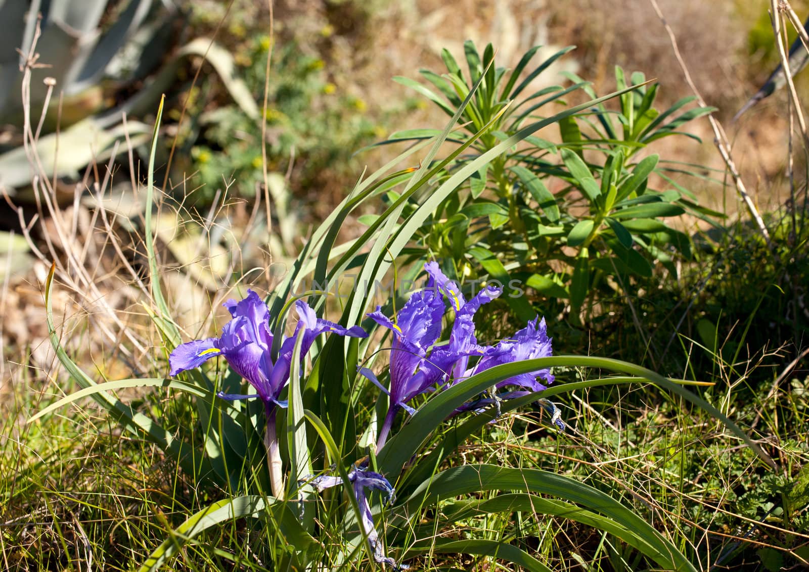 Close up of purple Iris flower on the grass