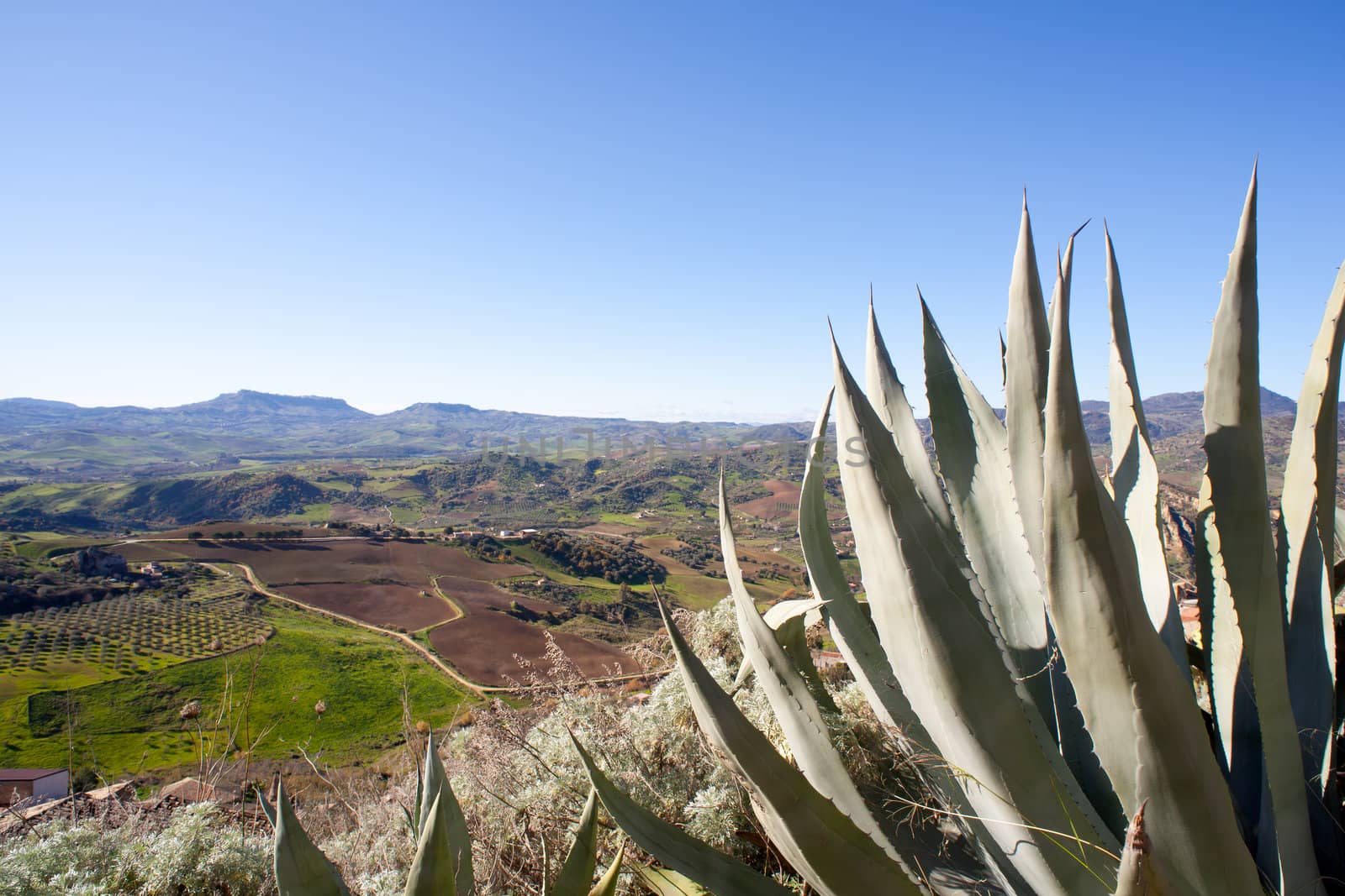 View of agave and Enna countryside in the morning, Sicily - Italy