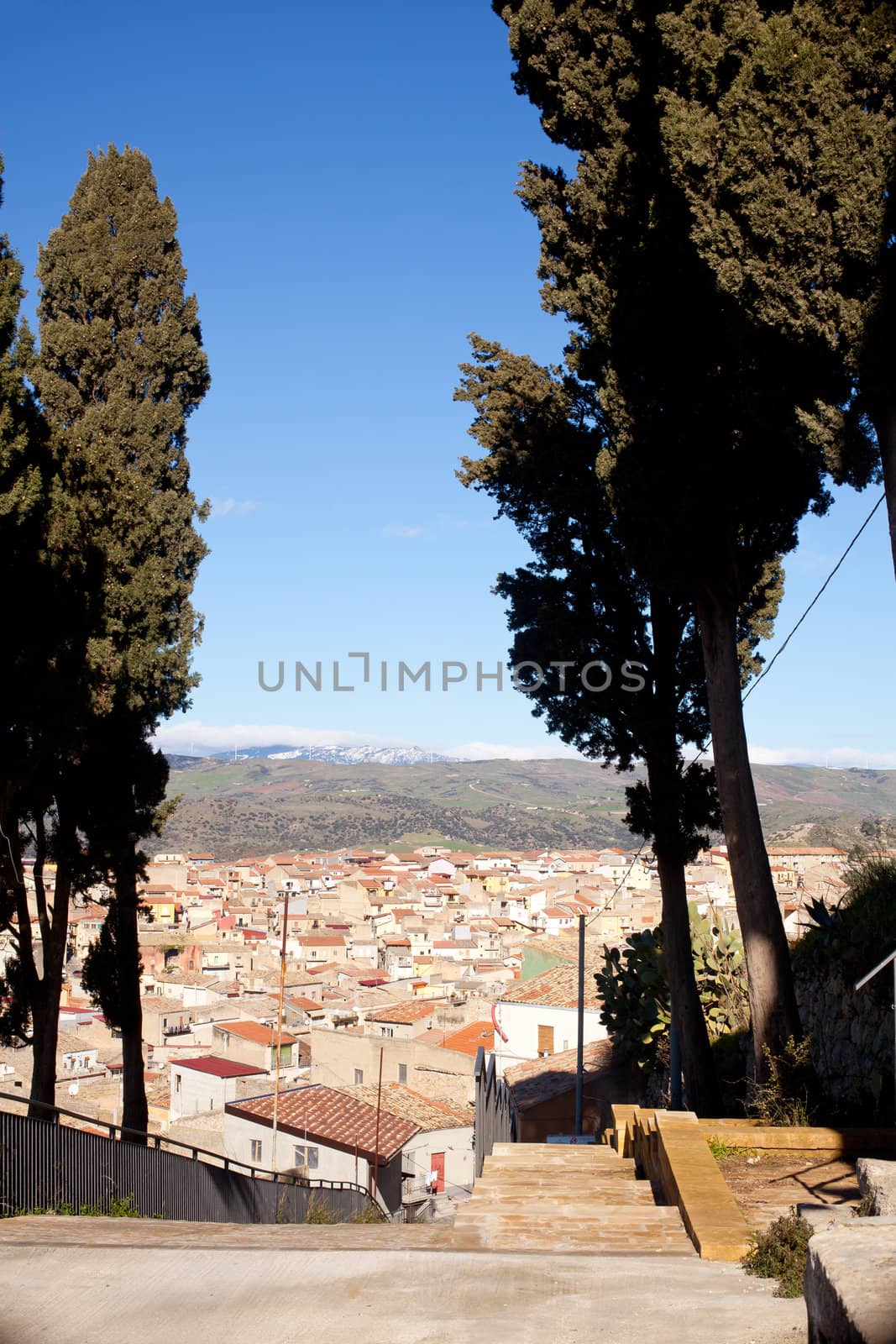 Cypress near St. Croce church in Leonforte