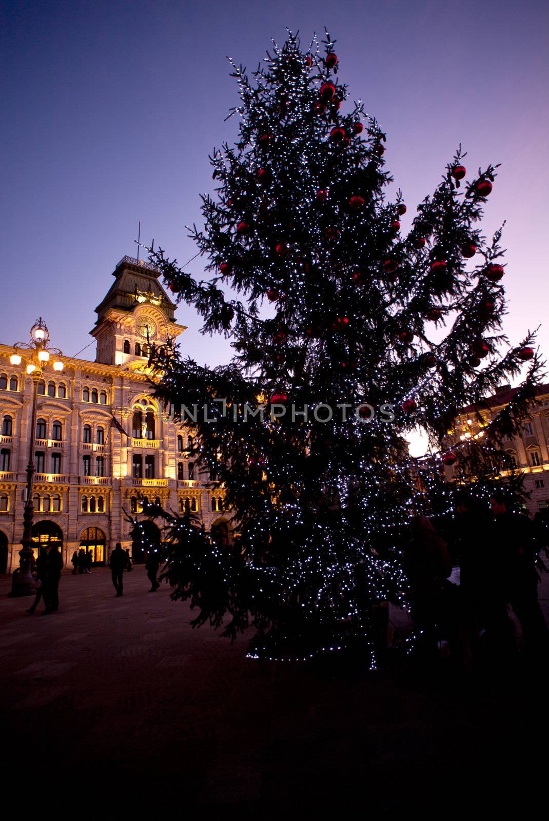 Christmas tree in the Piazza Unità , Trieste