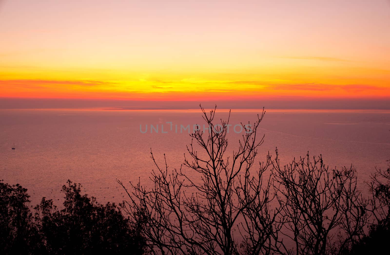 View of Tree and sunset, Trieste sea