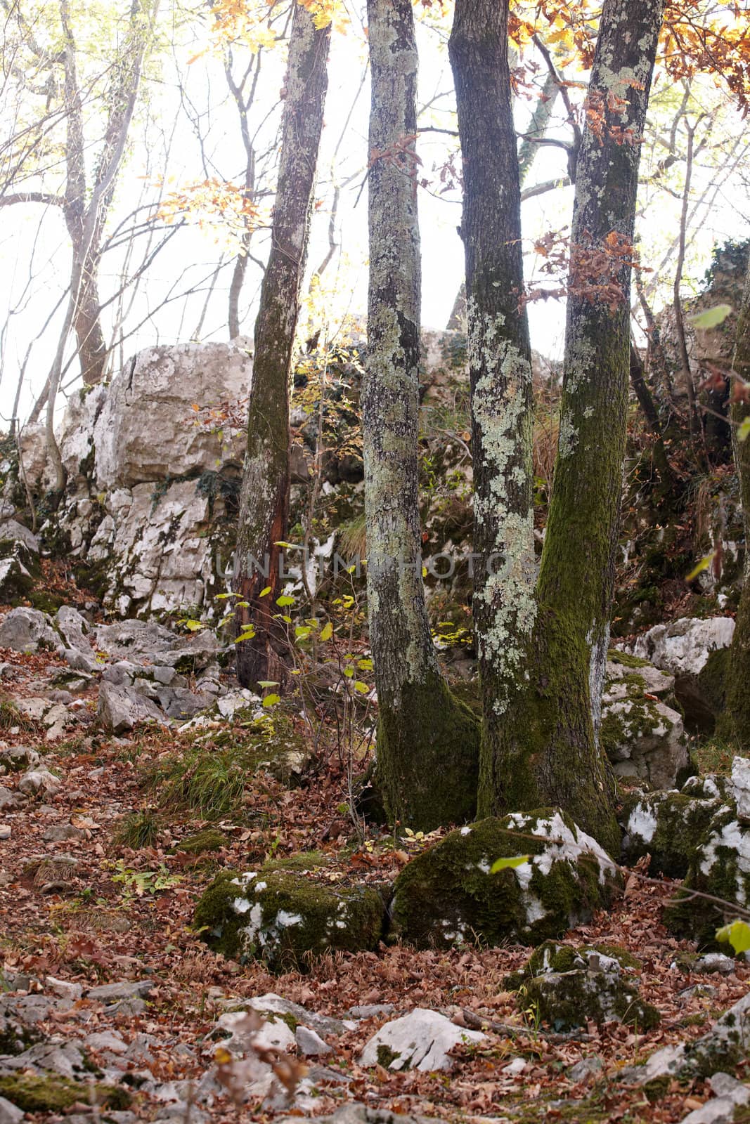 View of dried leaves and trees in the Trieste sinkholes