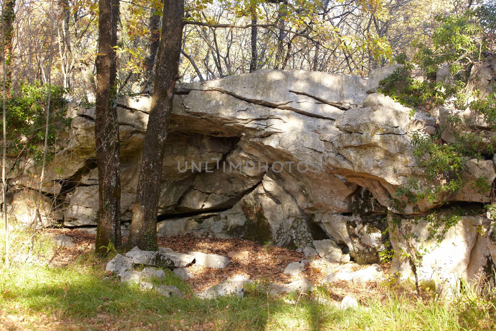 View of trees in the Trieste sinkholes