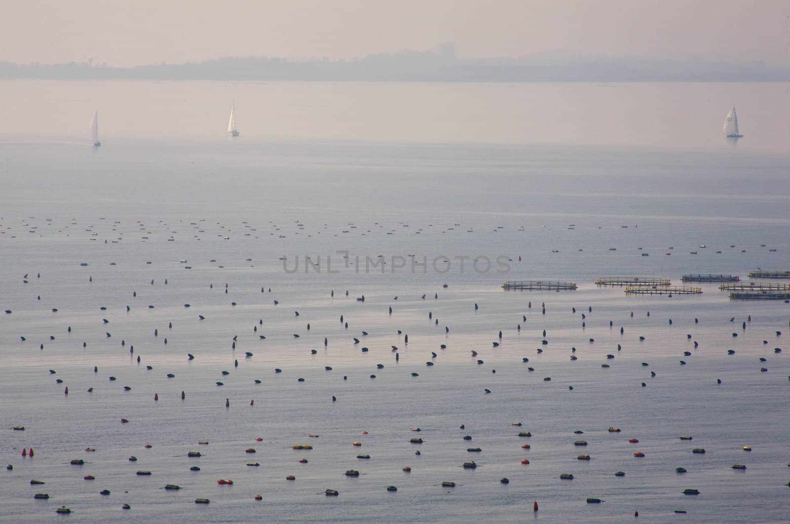 Mussel farming in the sea, Duino - Trieste