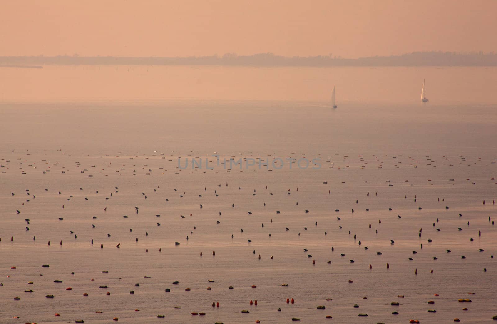 Mussel farming in the sea, Duino - Trieste