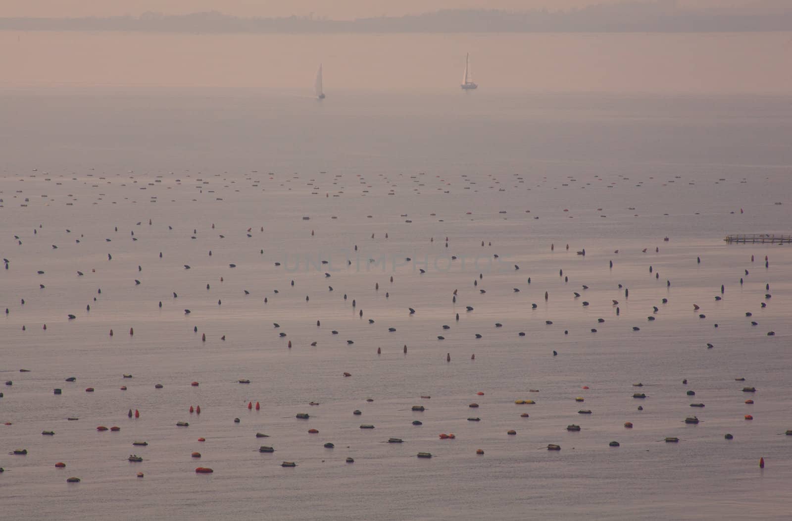 Mussel farming in the sea, Duino - Trieste