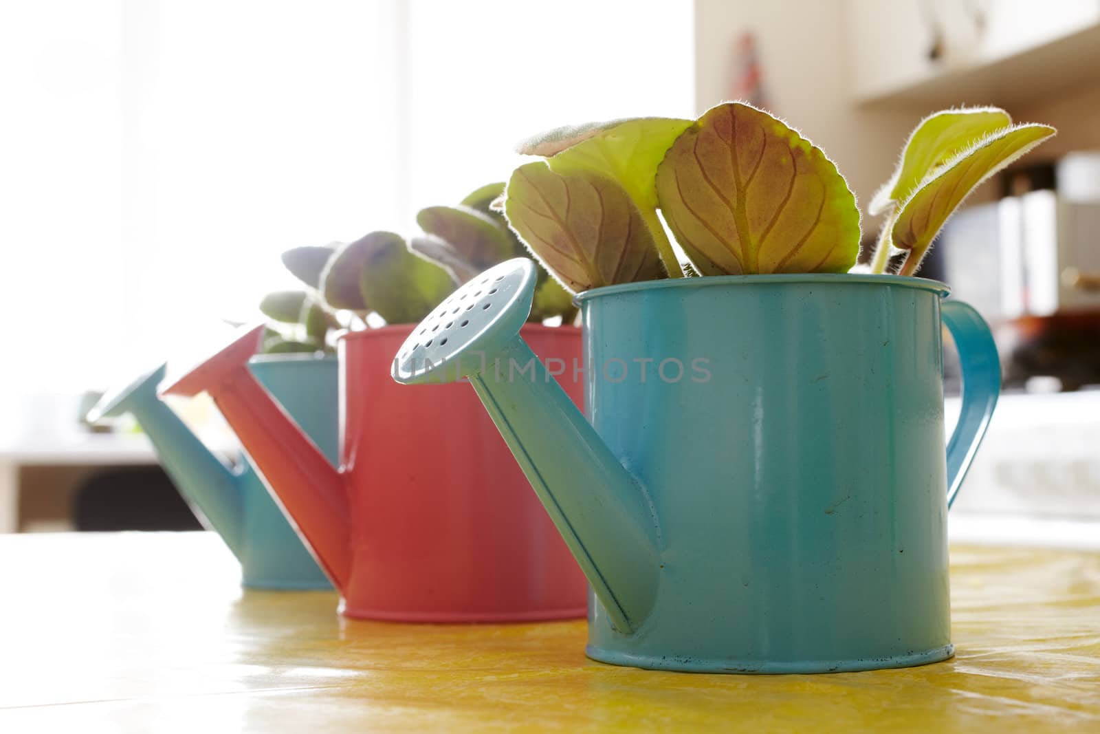 Photo of nice pots plant