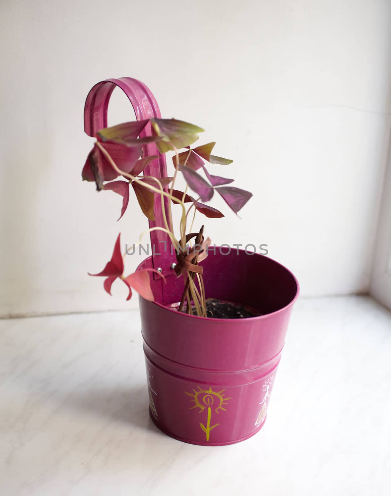 Photo of nice pot plant