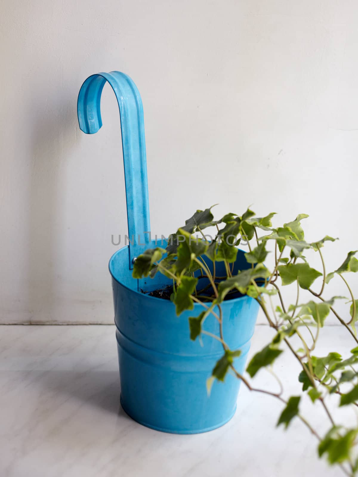 Photo of nice pot plant