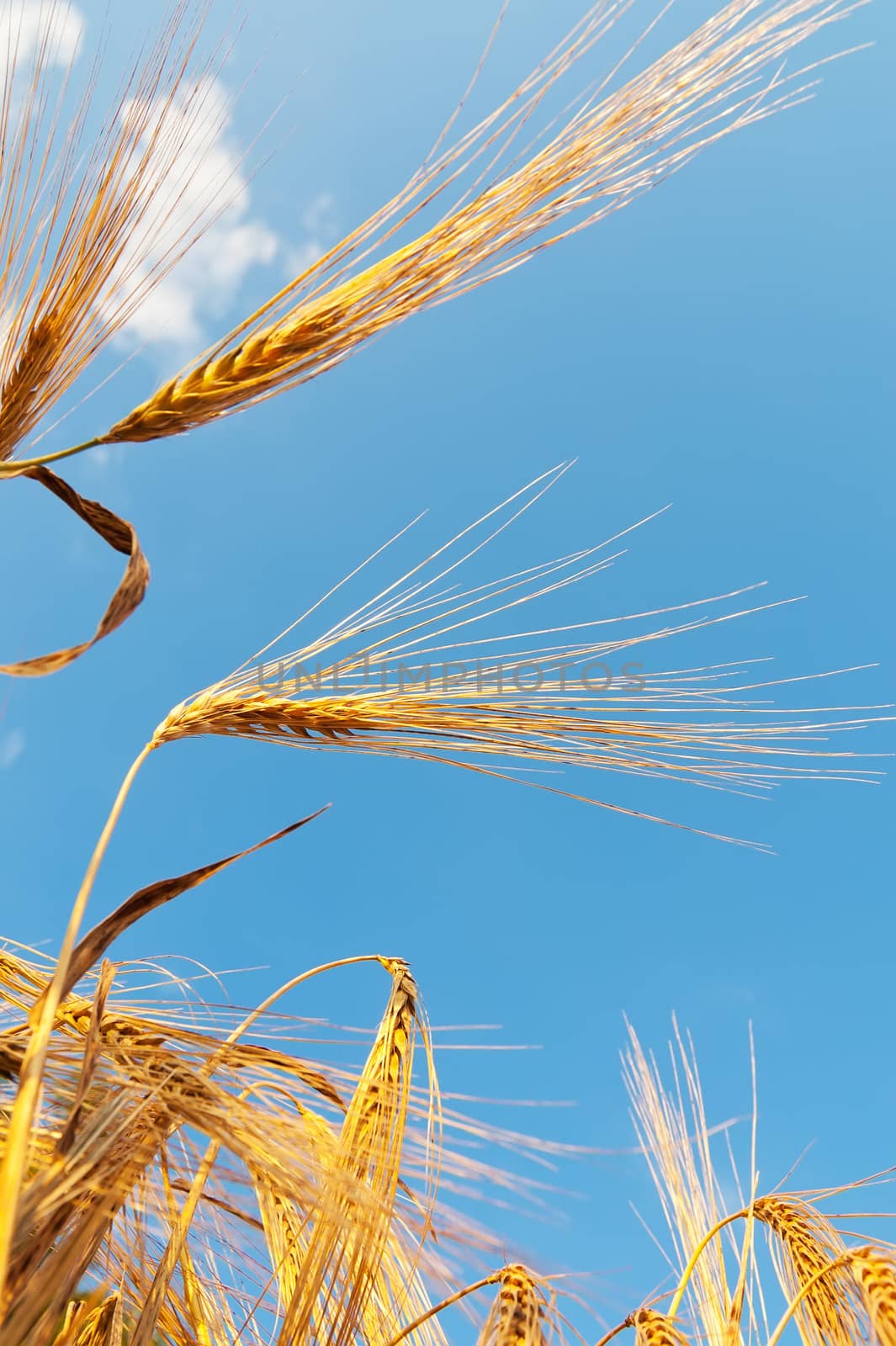 wheat field and blue sky with clouds by mycola