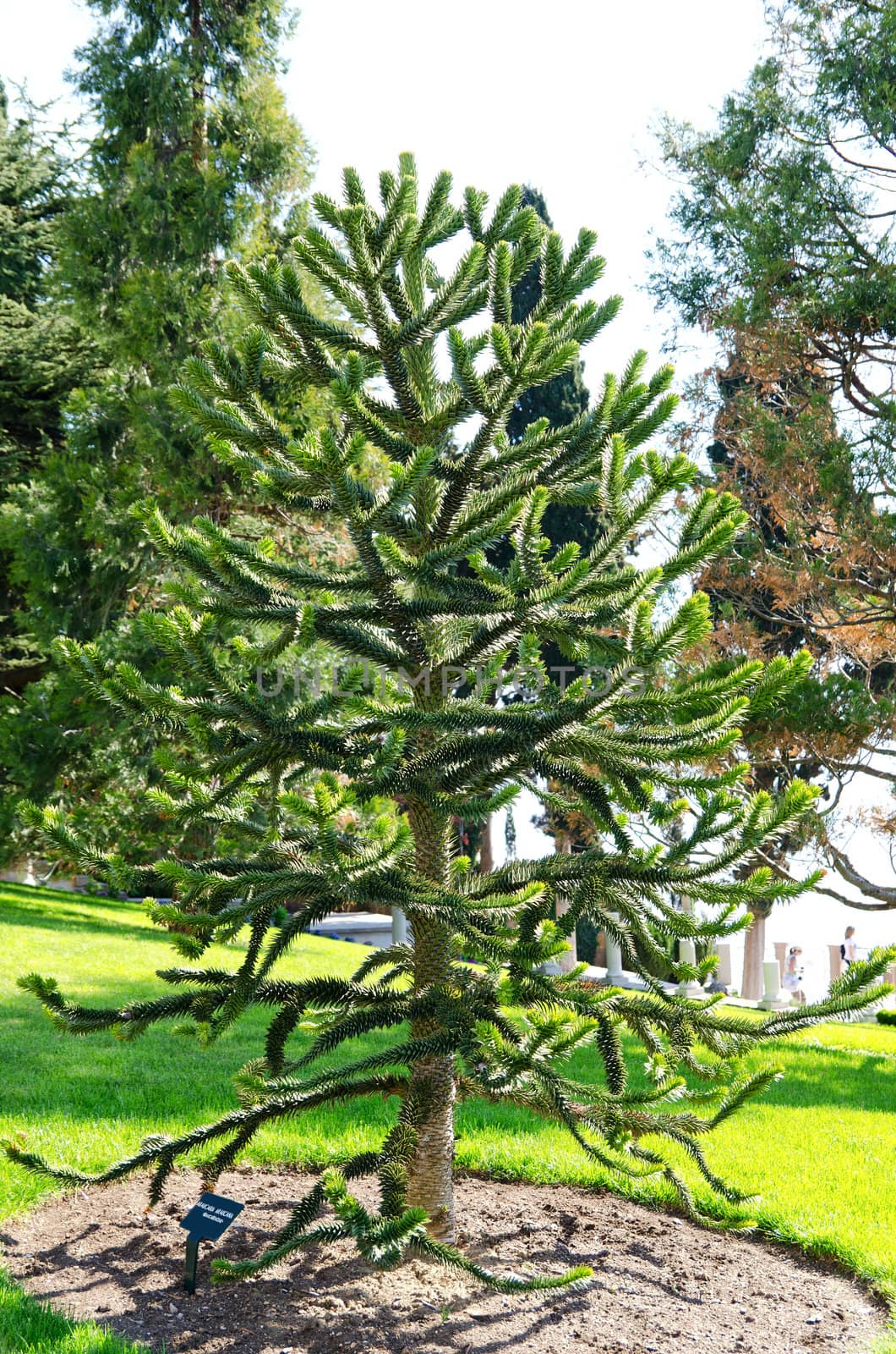 tree in park