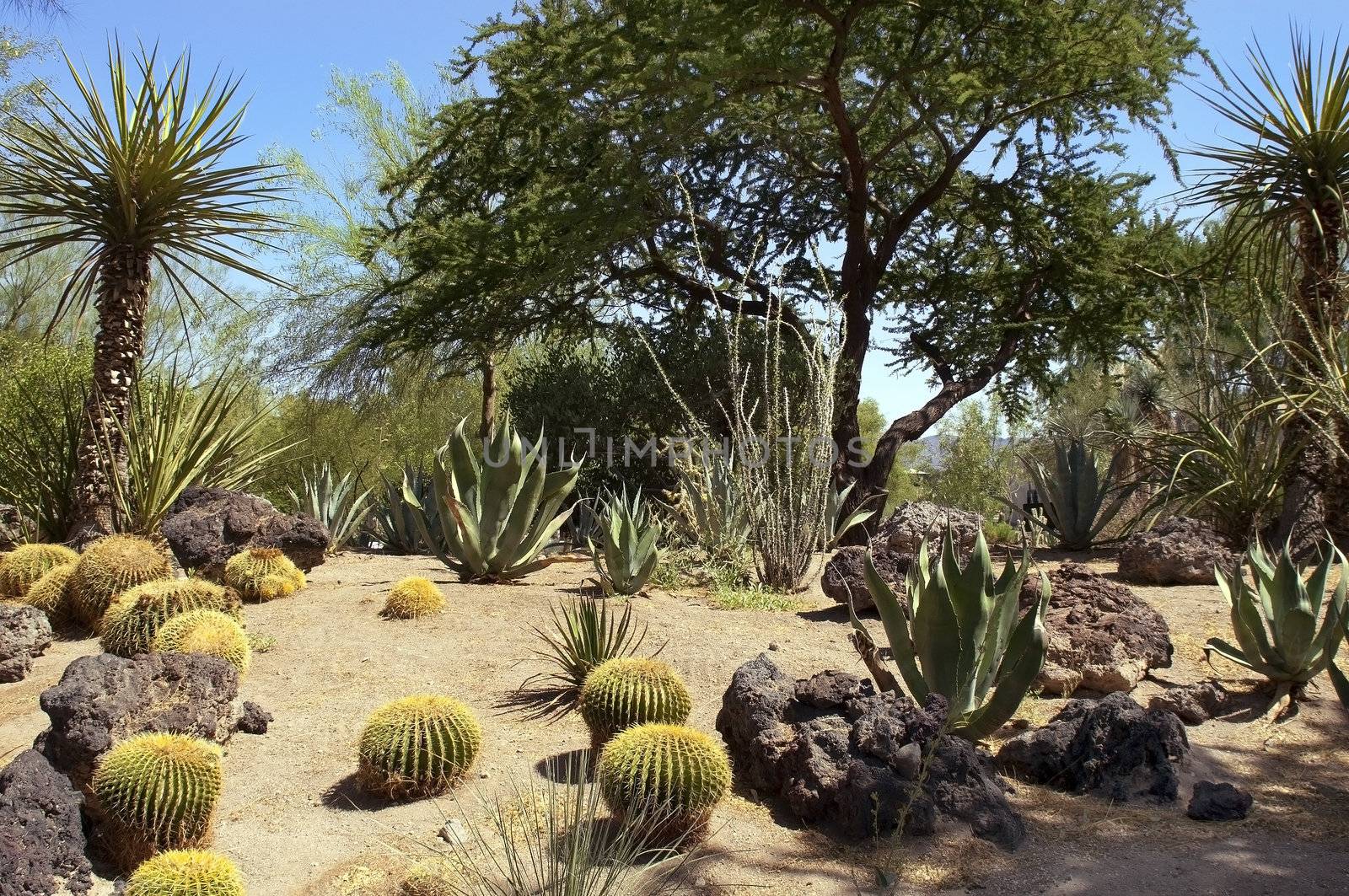 cactuses in desert of Nevada, USA by irisphoto4