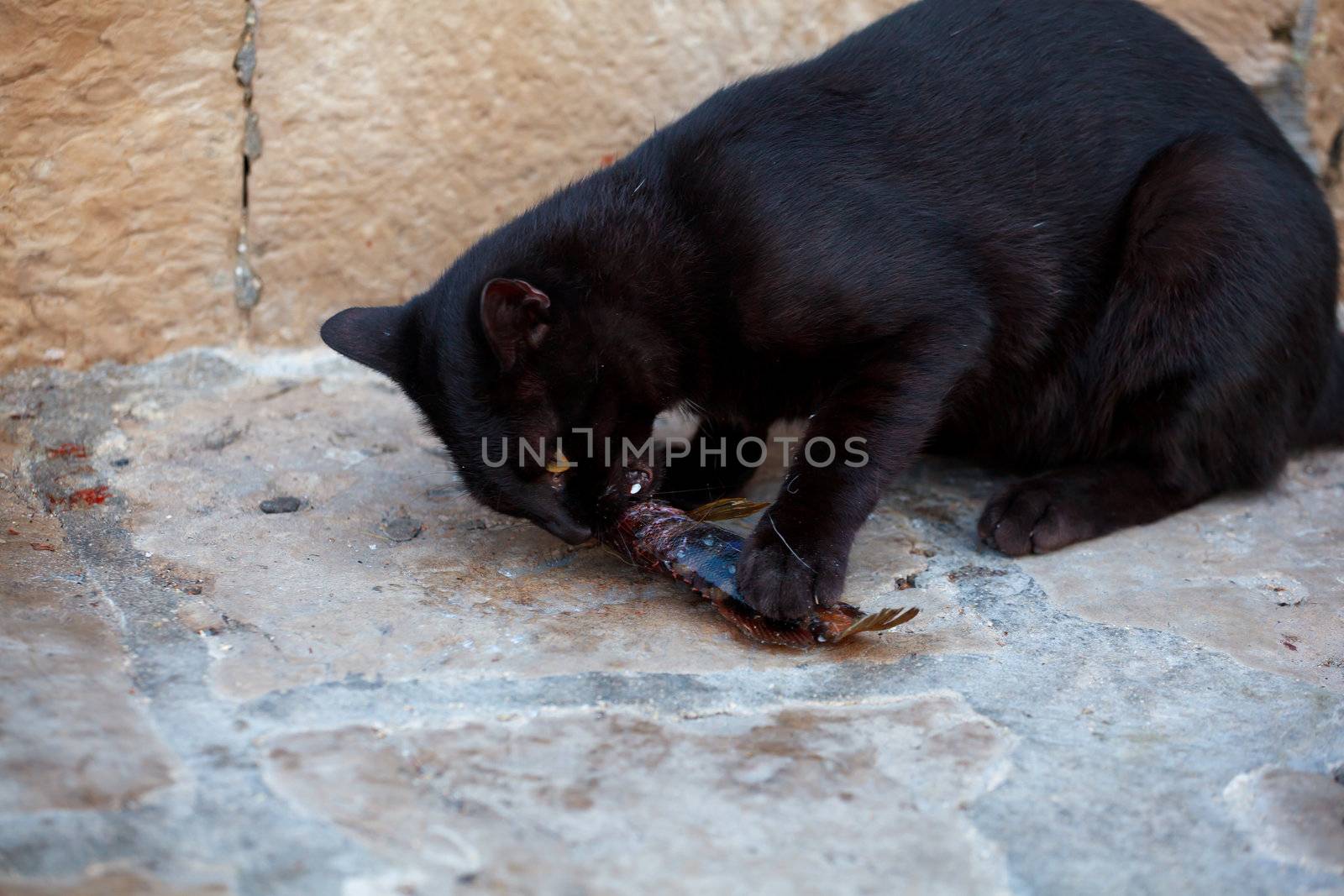 Black cat eating a dead fish in the street