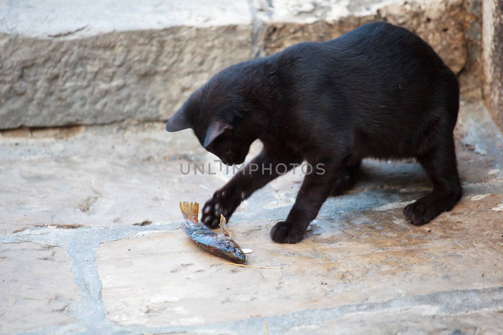 Black cat eating a dead fish in the street