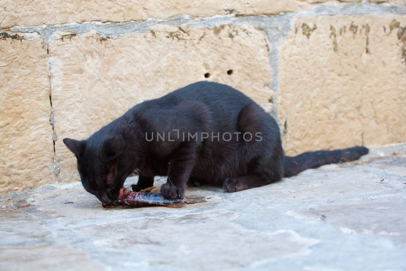 Black cat eating a dead fish in the street