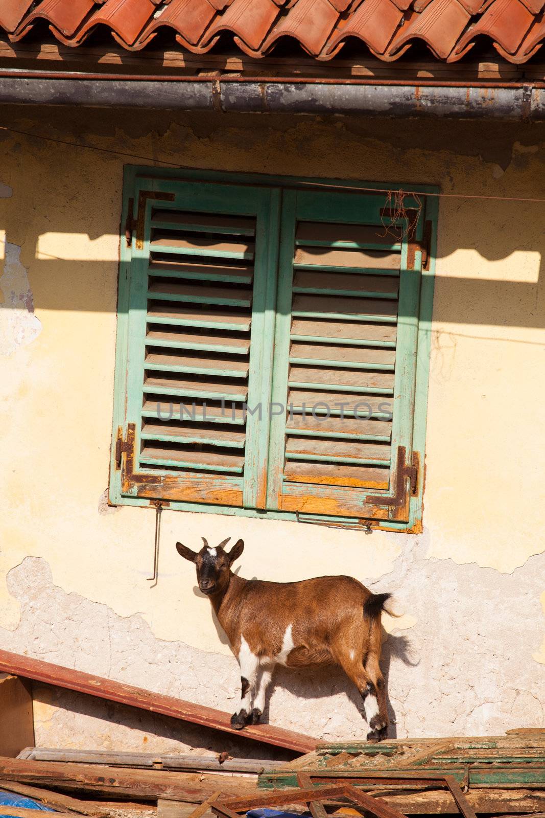 View of Tibetan goat under window in the little farm