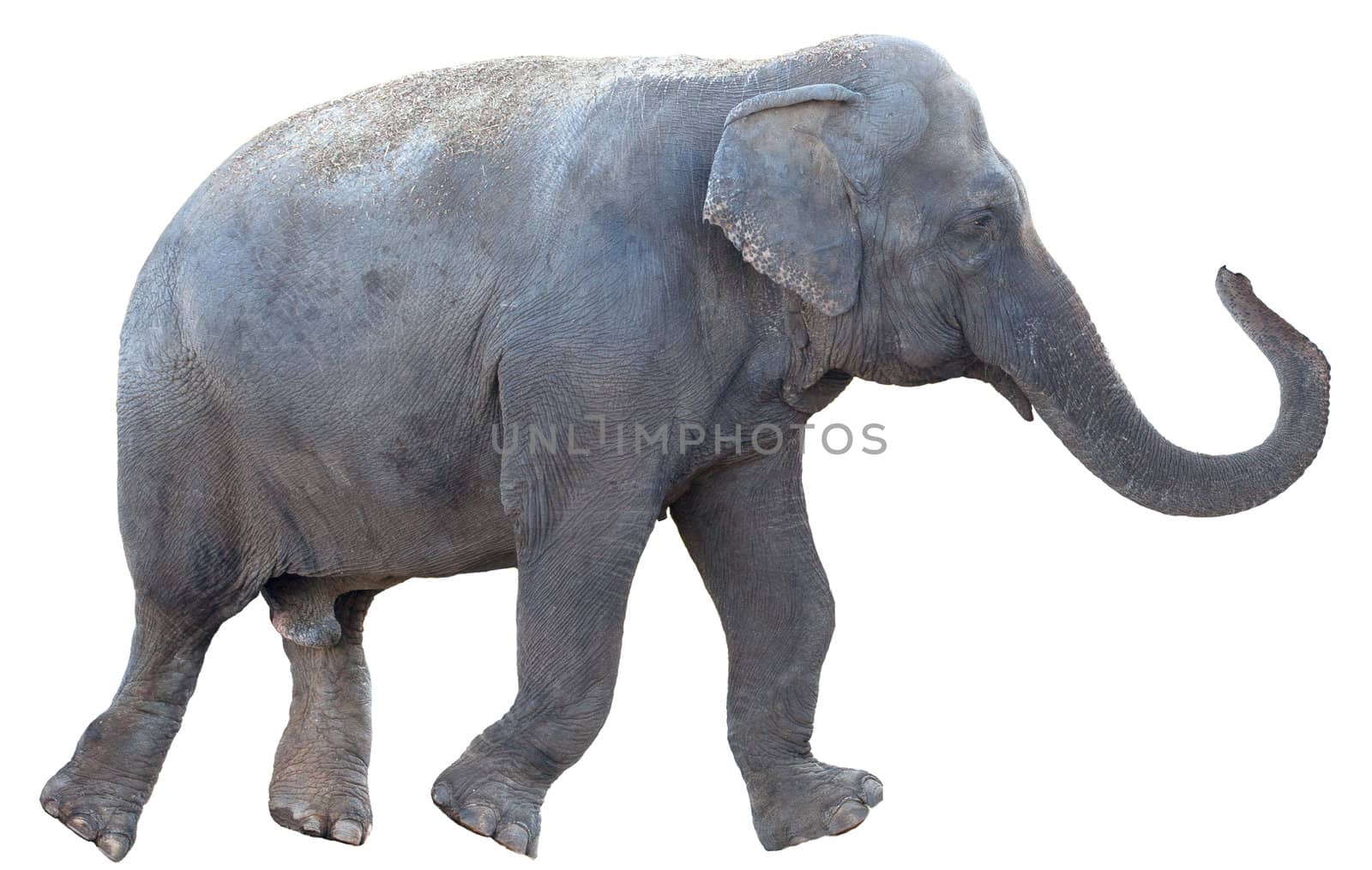 Elephant isolated on white background