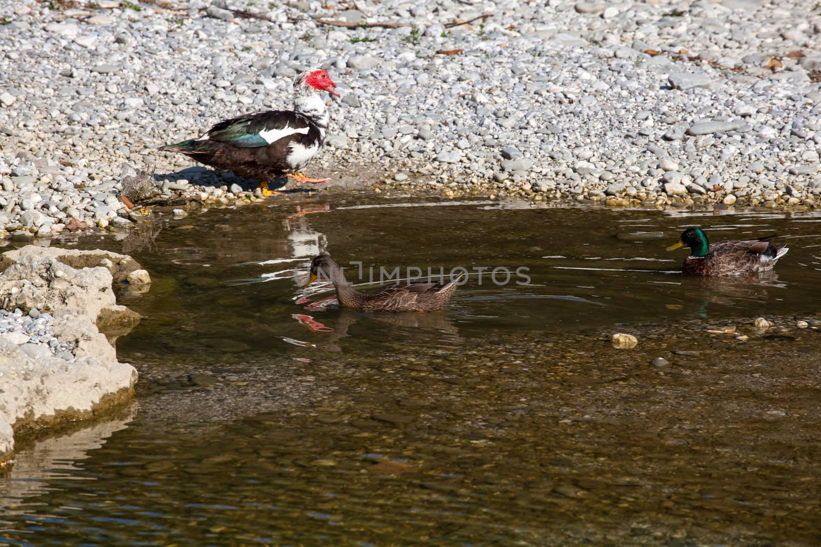 Photo of ducks in the Natisone river, Italy