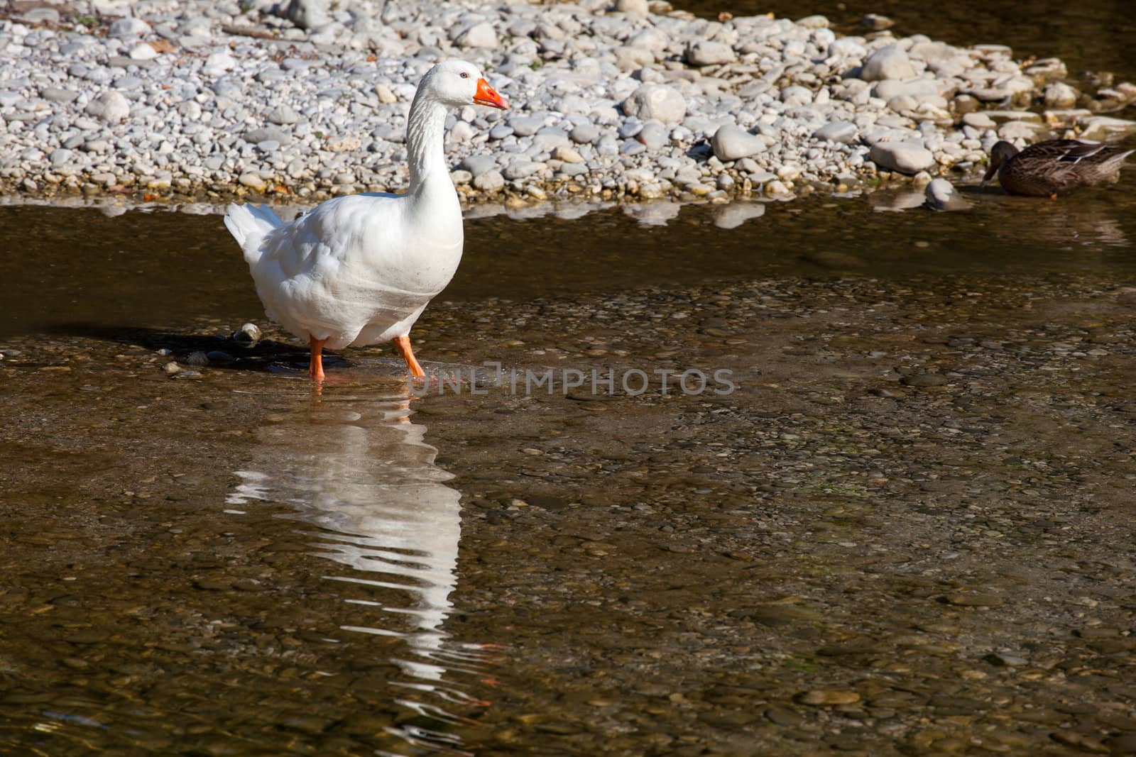White goose in the Natisone river, Italy