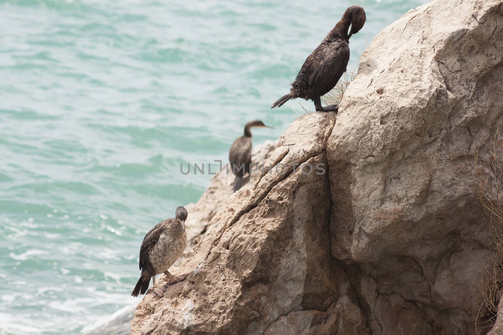 Marangoni - European Shags in the Miramare reserve, Trieste