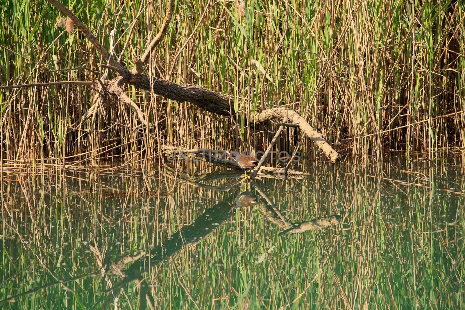 Photo of a Duck in the Taglio river, Cervignano - Italy