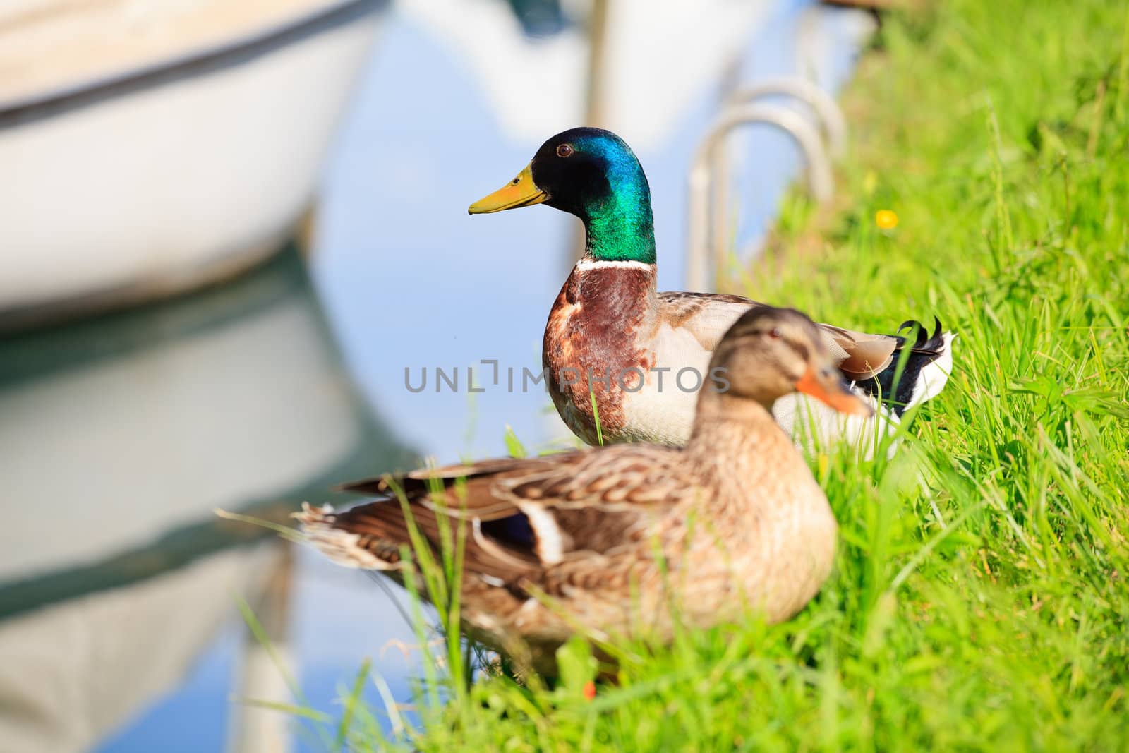 Photo of Ducks, Taglio river in Cervignano