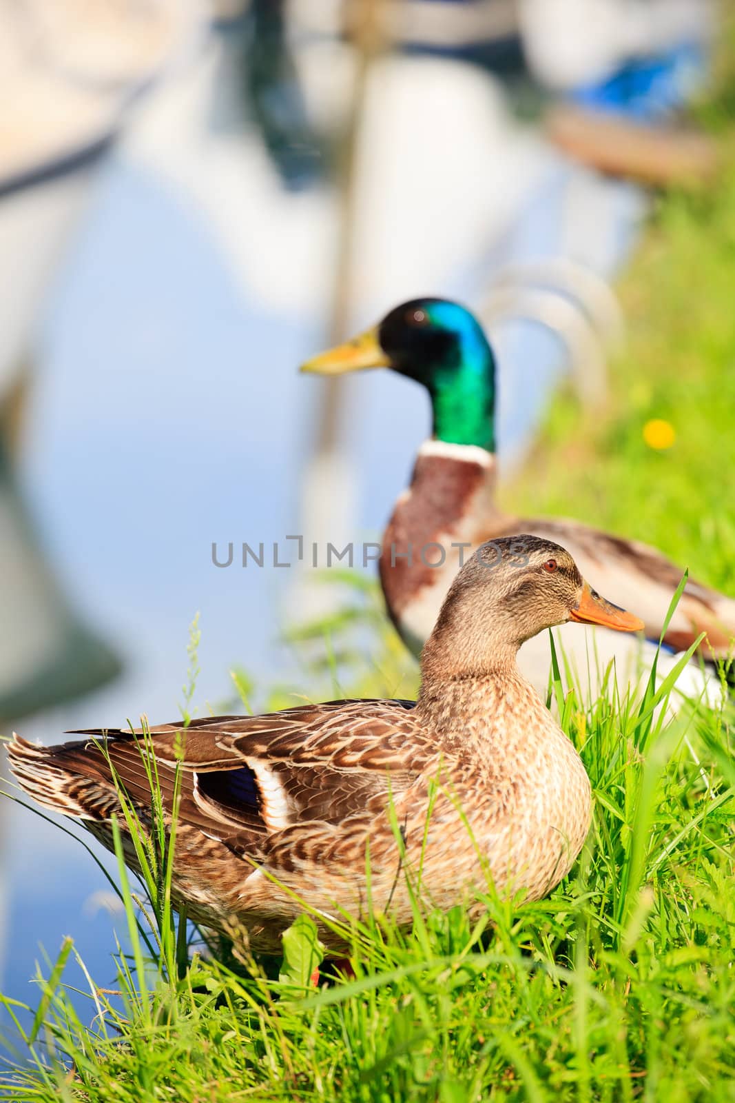 Photo of Ducks, Taglio river in Cervignano