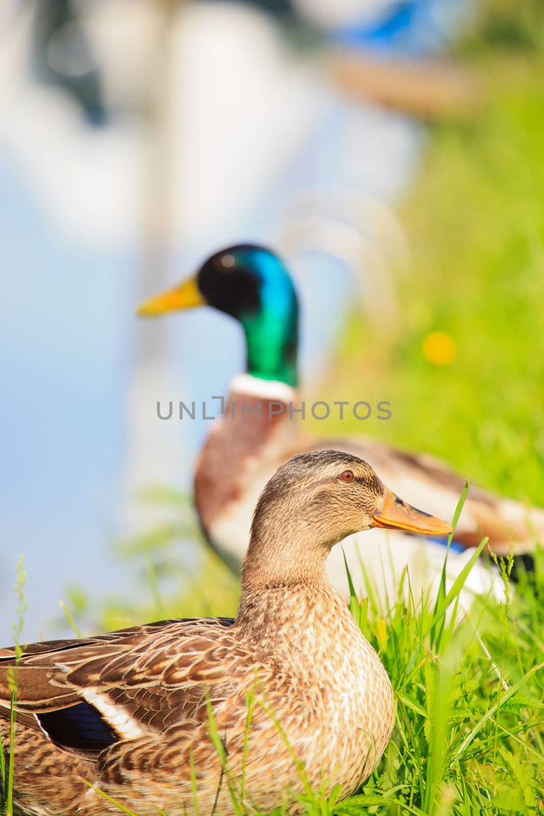 Photo of Ducks, Taglio river in Cervignano