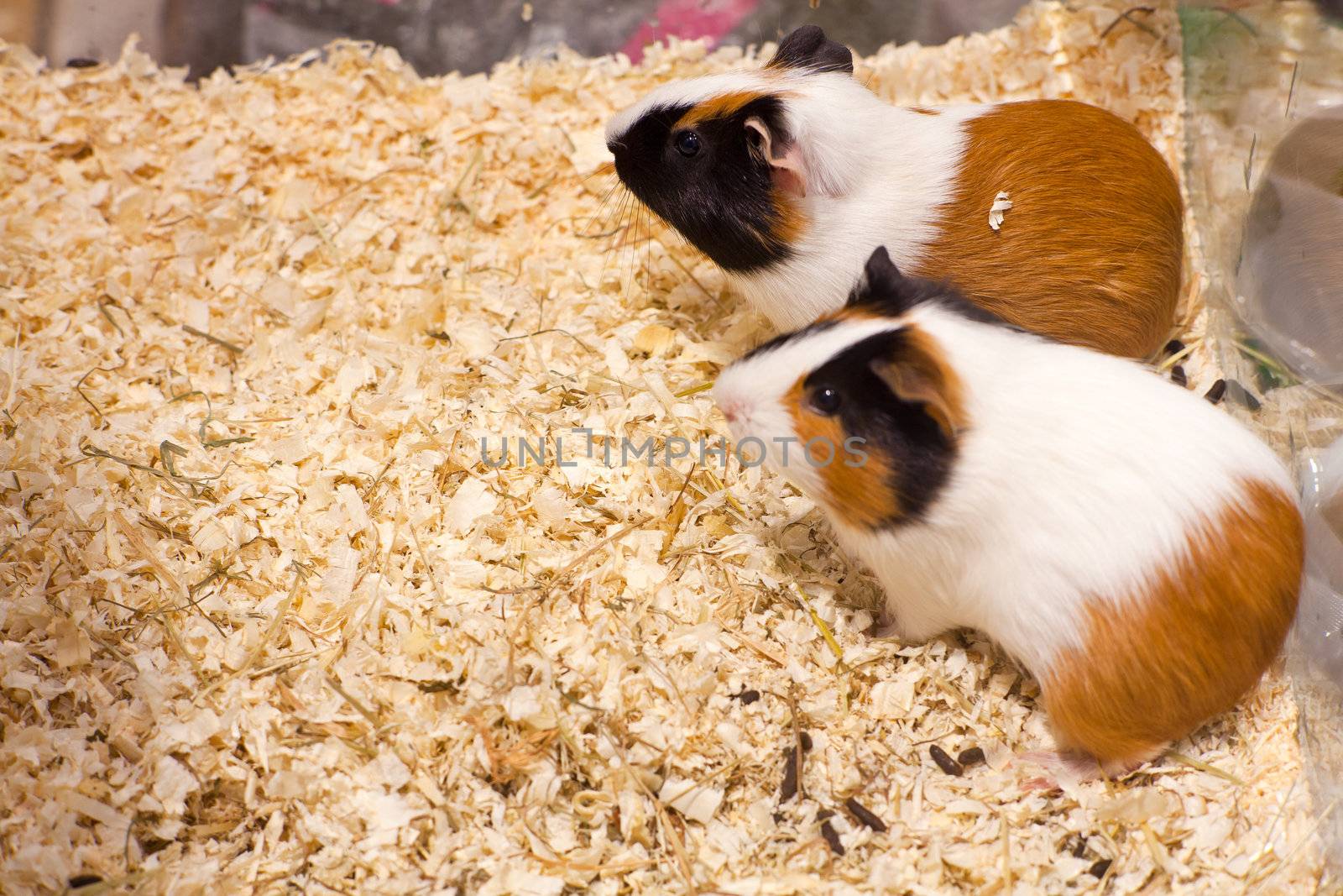 Photo of nice hamsters in the sawdust