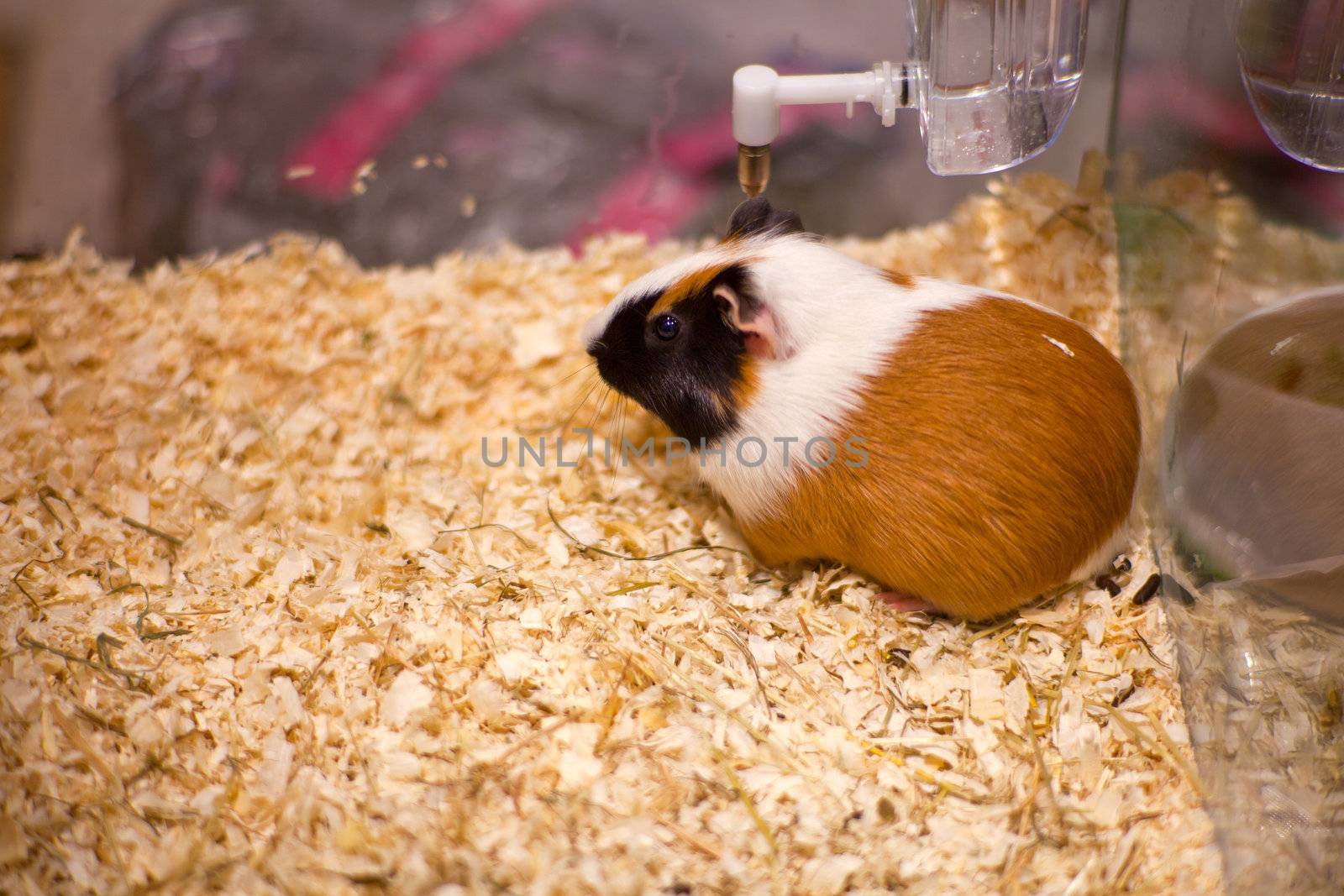 Photo of nice hamster in the sawdust