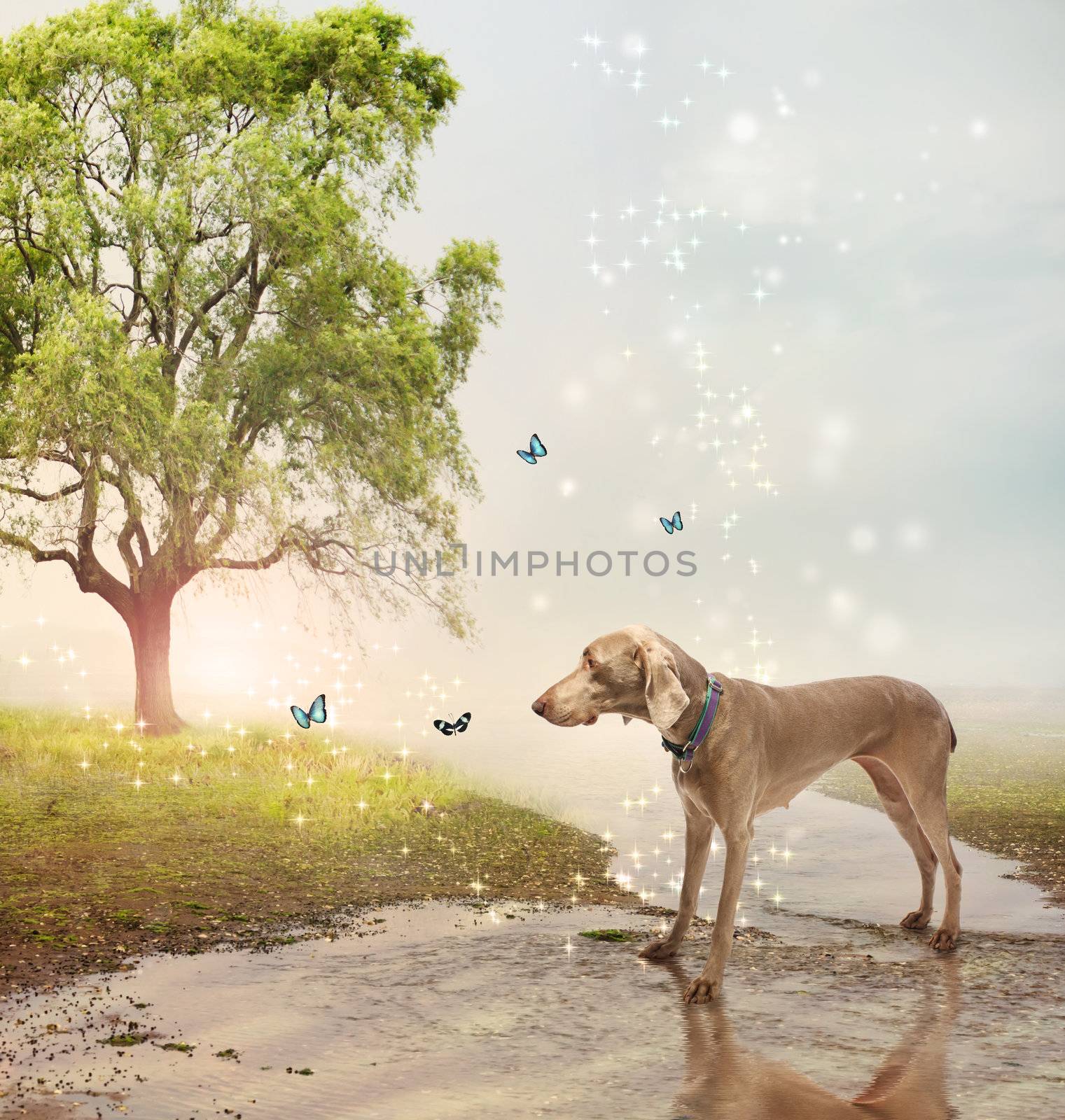 Dog and butterfies at a magical brook by melpomene