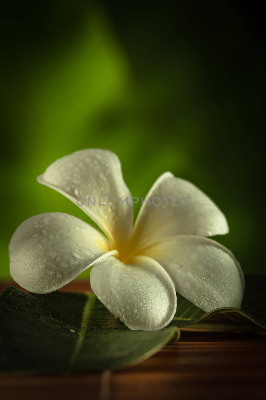 close up view of   frangipani  flower  on color back