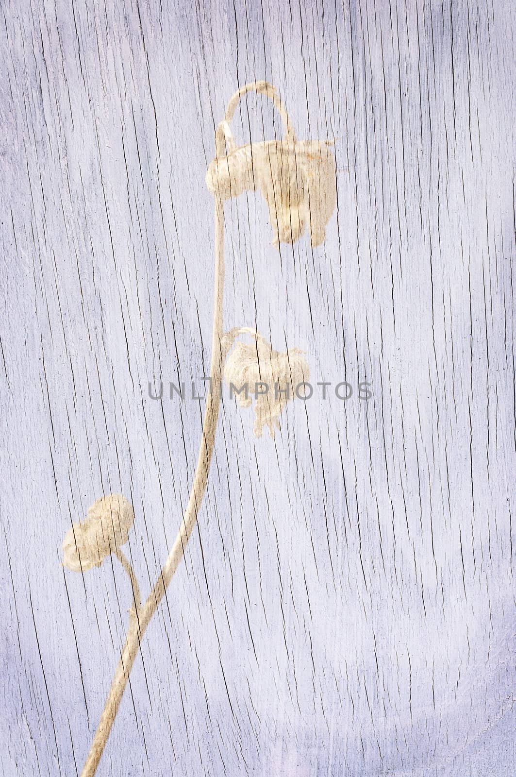 Pattern of a faded, plant through gray wood.