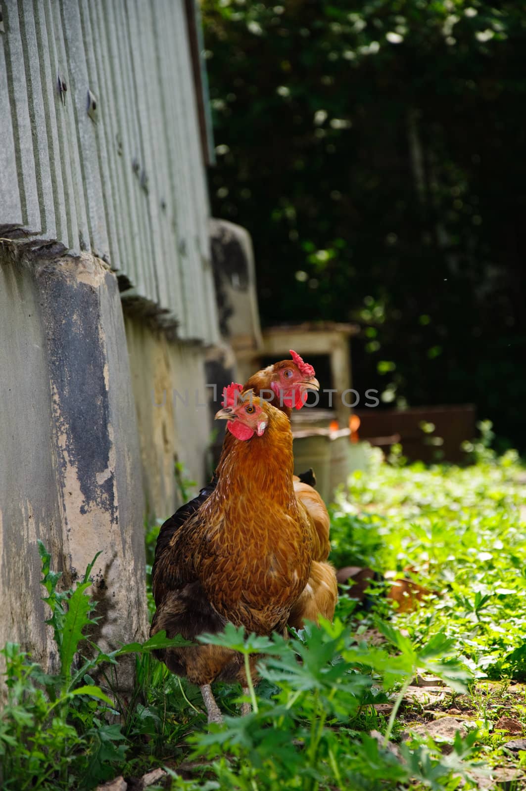 two beautiful chicken